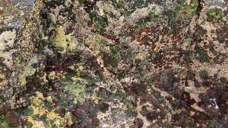 dynamic water movement across moss-covered rocks