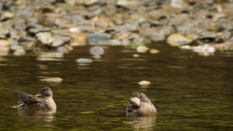 Kleine-Planschende-Enten-Putzen-Sich,-Während-Sie-Im-Fluss-Schwimmen