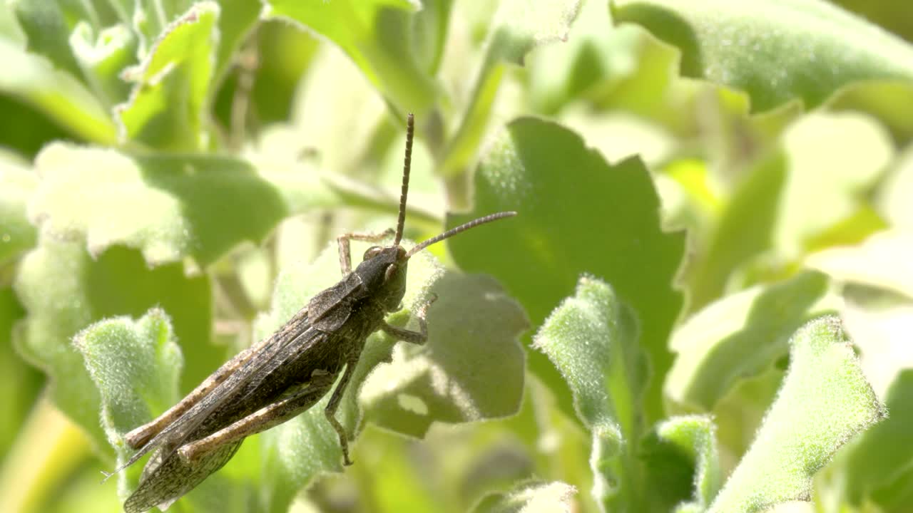 잎 위의 메기 4k fs700 오디세이 7q