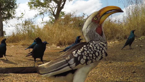 close up of yellow billed hornbill bird and flock of cape glossy starling