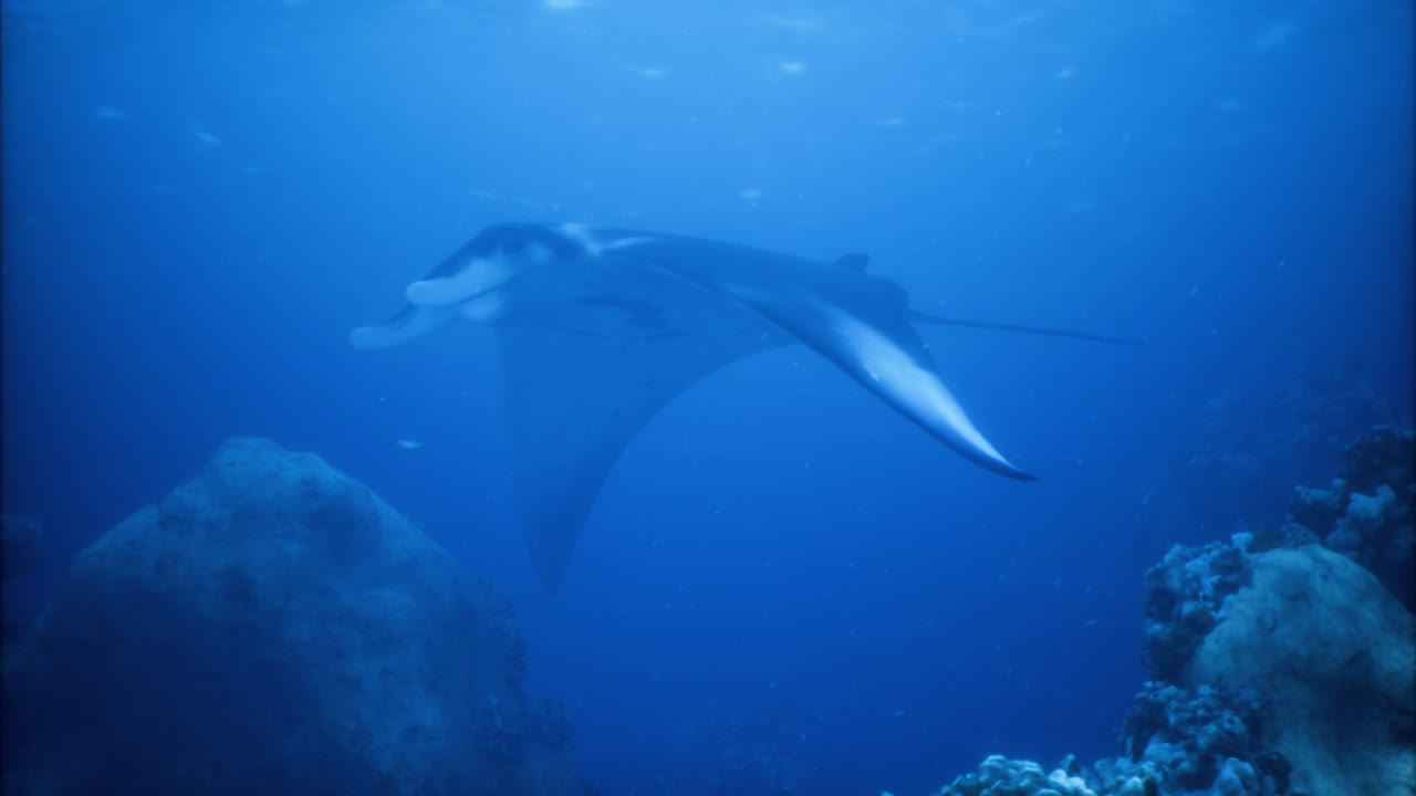 Majestic manta ray gliding through deep blue ocean waters on a tranquil dive