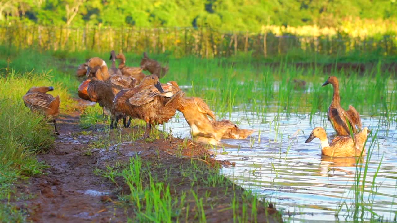 오리 떼가 연못 가장자리에 있었다