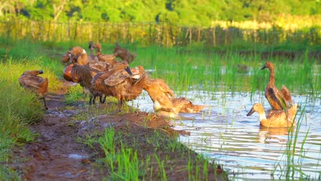 Una-Bandada-De-Patos-Estaba-Al-Borde-Del-Estanque