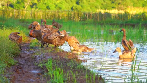 una bandada de patos estaba al borde del estanque