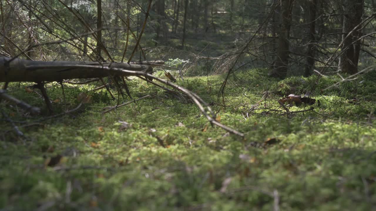 A Fallen Tree Trunk in a Coniferous Forest. Video Dolly-In