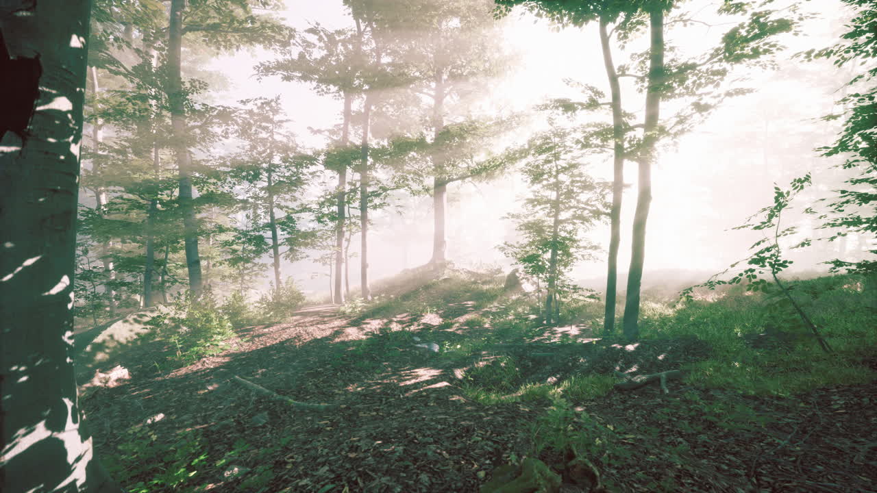 숲 속의 아름다운 아침