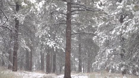 Schneefall-Im-Wald-Tagsüber