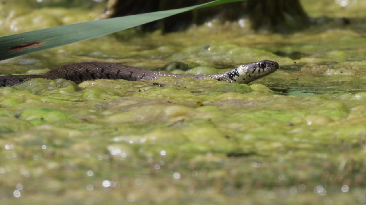 Primo piano di un serpente Natrix natrix che caccia in una fitta e fangosa palude durante una giornata di sole