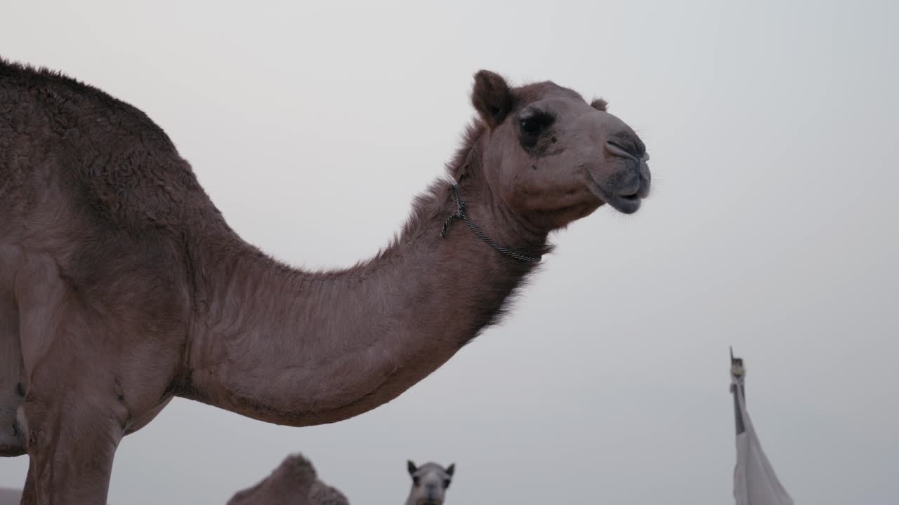 un camello paseando tranquilamente por