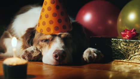 portrait of a cute birthday dog in a cap near balloons