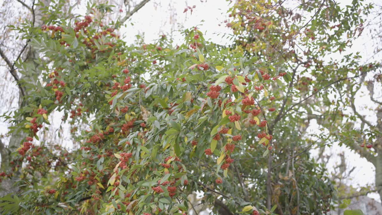 Vegetazione lussureggiante con grappoli di bacche rosse, giornata nuvolosa