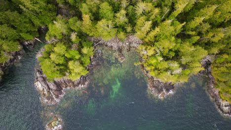 The-rugged-coastline-of-British-Columbia-where-old-growth-trees-contrast-the-blue-ocean-shore