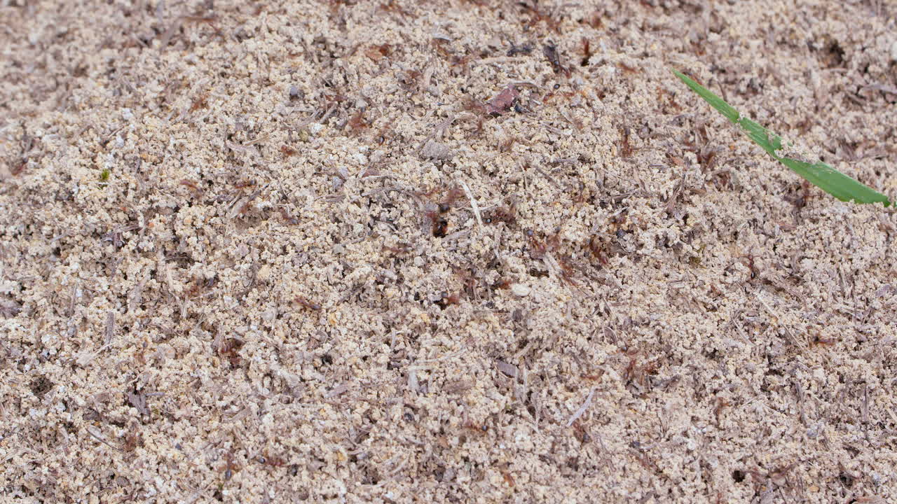 Medium close up shot of agitated ants as they swarm out of a quiet anthill and defensively crawl around on the surface