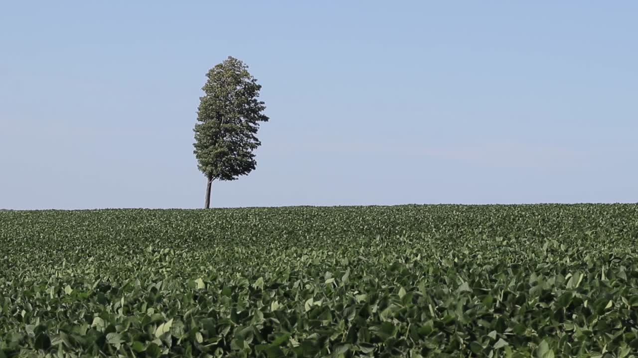 Lonely tree in among soy beans.