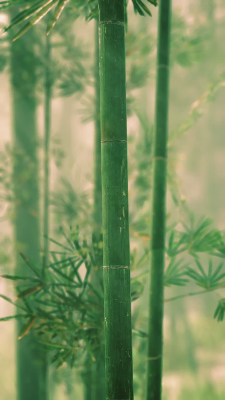 Bamboo tree amongst forest trees vertical