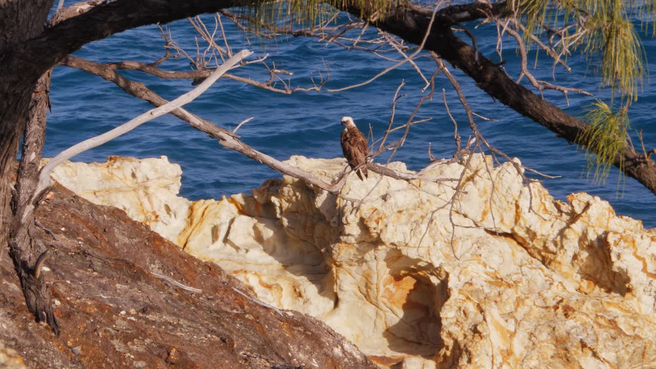 pájaro cometa brahminy sentado en la rama de un árbol en la costa rocosa en la playa de south gorge, north stradbroke island, queensland, australia en un día soleado - plano general