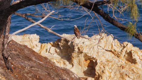 brahminy kite bird sitting on the branch of tree at rocky shore in south gorge beach, north stradbroke island, queensland, australia on a sunny day - wide shot