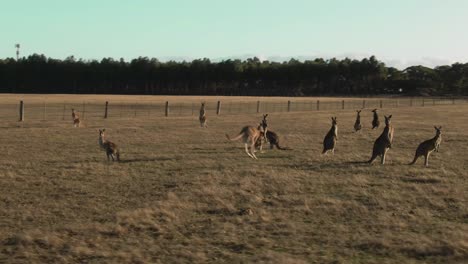 4k-Grupo-Aéreo-De-Canguros-En-Un-Camión-De-Drones-De-Campo-De-Derecha-A-Izquierda