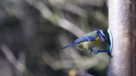 4K-Zeitlupenaufnahmen-Eines-Vogels,-Der-Auf-Einer-Vogelsämaschine-Landet-Und-Samen-Frisst