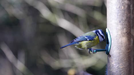 imágenes en cámara lenta de 4k de un pájaro aterrizando en una sembradora de pájaros y comiendo semillas
