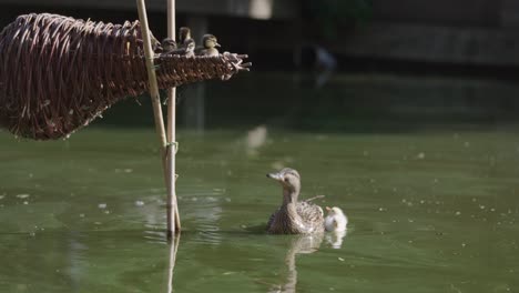 mother duck and ducklings on a pond