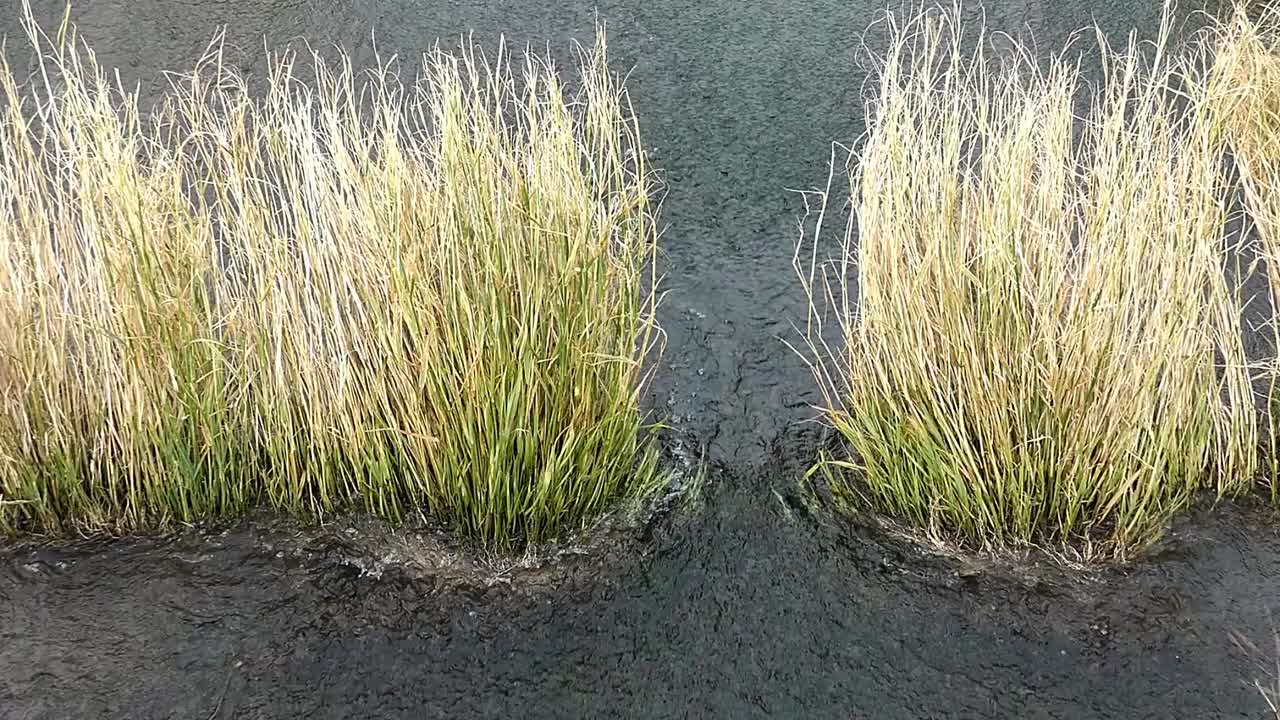 풀을 거르는 잔잔한 물줄기에 흐르는 물