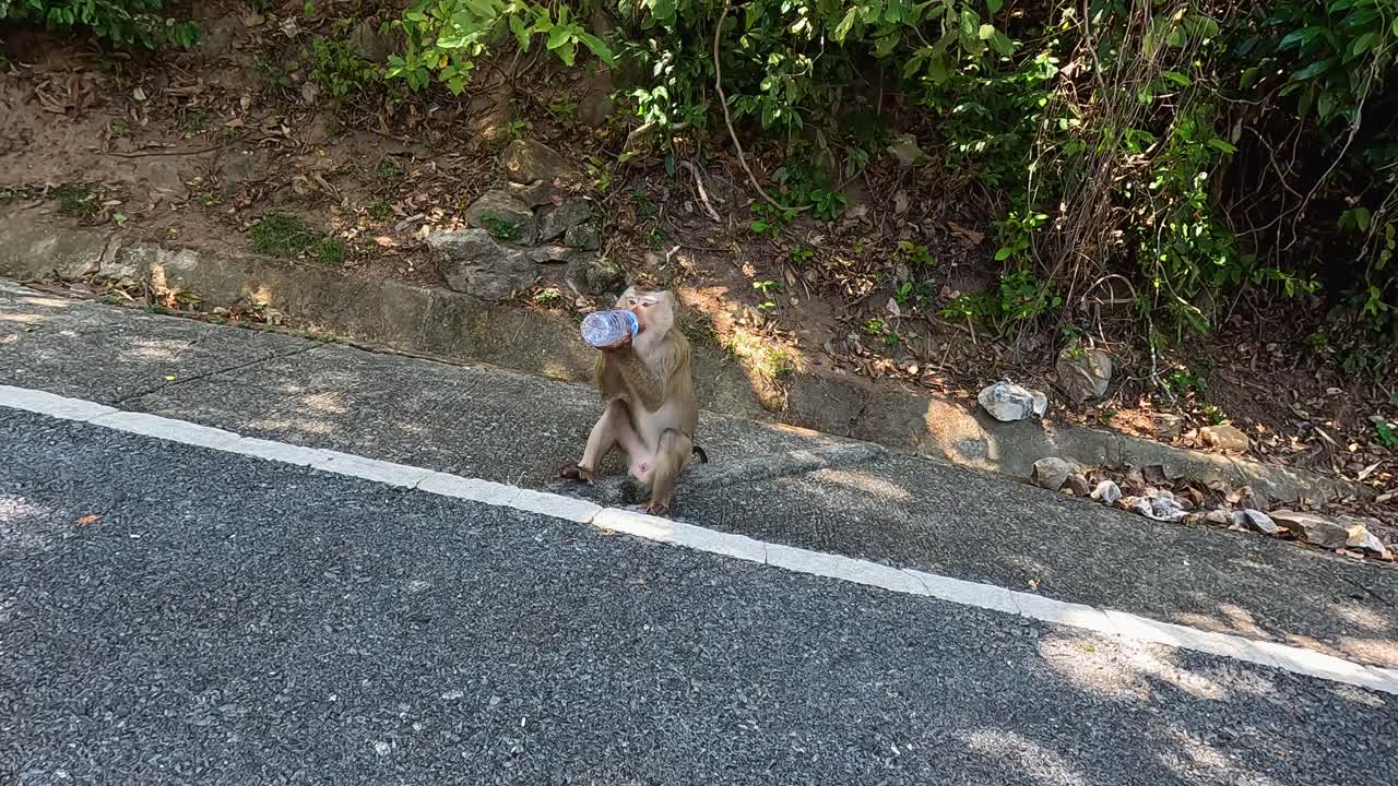 A macaque drinks from a plastic water bottle on a sunlit roadside in Phuket, Thailand. The scene captures natural behavior