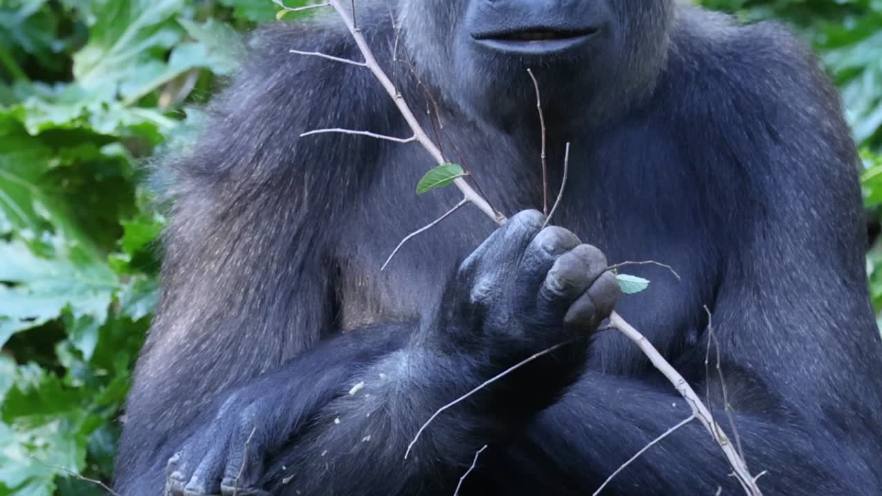 Un possente gorilla è seduto in una fitta vegetazione verde, strappando attentamente le foglie da un sottile ramo.