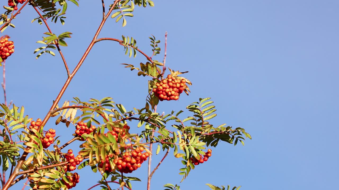 Rowan tree branches with clusters of orange berries gently sway against a clear blue sky in bright natural daylight, captured with smooth camera movement