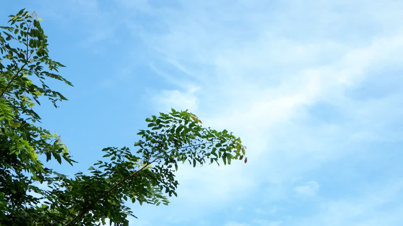 파란 하늘과 초록색이 떠납니다.