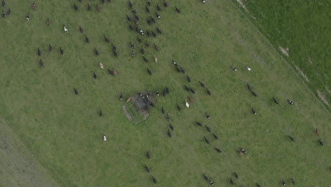 Rotating-aerial-birds-eye-view-shot-of-dairy-cows-heading-to-the-milking-sheds-in-New-Zealand-South-island