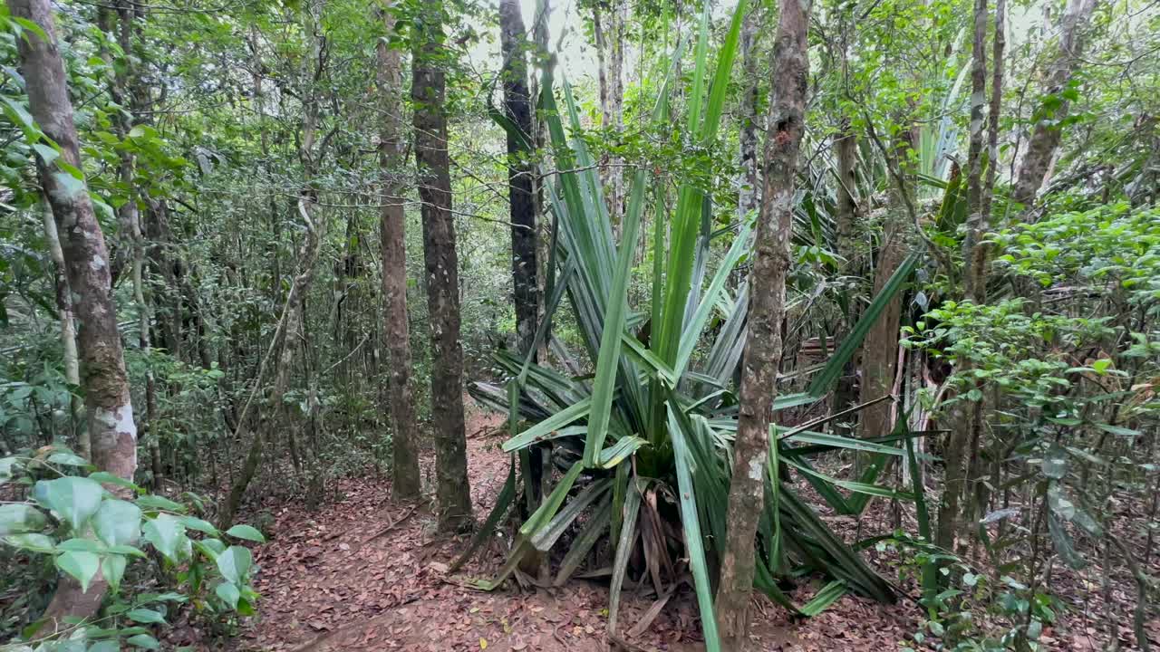 Palma di Pandanus, Pandanus utilis (albero delle eliche comune) nella foresta del Parco nazionale di Analamazaotra, Madagascar