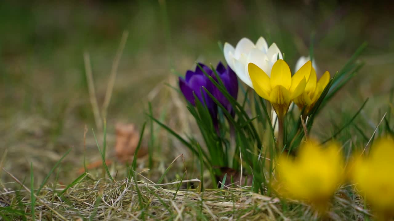 Een groep krokussen in verschillende kleuren die de lente aankondigen