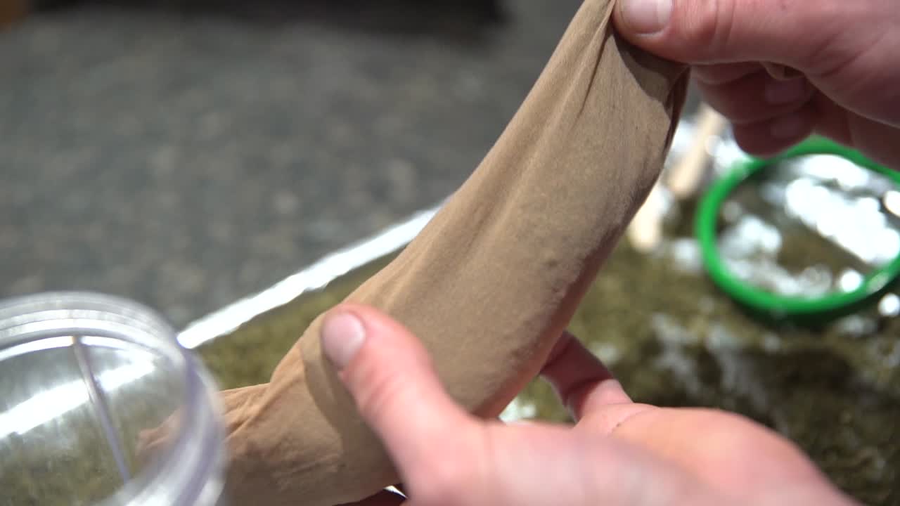 다진 대마초 마리화나 꽃으로 다공성 요리 백 채우기