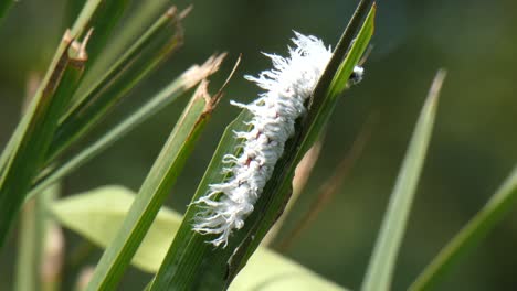 hairy caterpillar in forest mp4 1