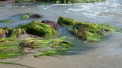 Agua-Sobre-Rocas-Y-Plantas-Verdes-En-La-Playa-El-Matador