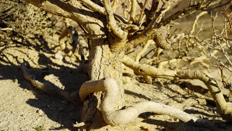 A gnarled old tree somehow survives in the harsh arid climate of the Mojave Desert