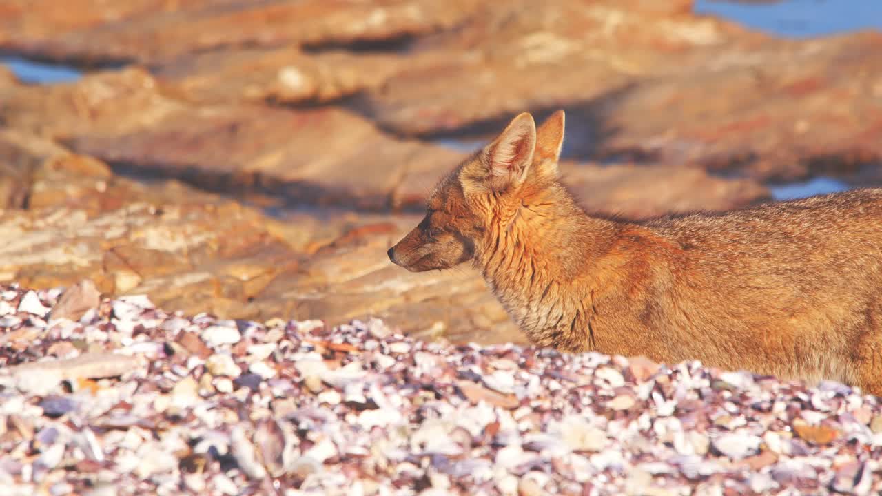 disparo de inclinación hacia arriba que muestra un zorro patagónico detrás de un montículo de arena alrededor de múltiples pequeñas piscinas de agua en luz dorada