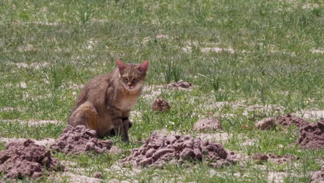 Gato-Montés-Del-Sur-De-África-Se-Sienta-Pacientemente-En-Un-Campo-Abierto,-Observando-Su-Entorno