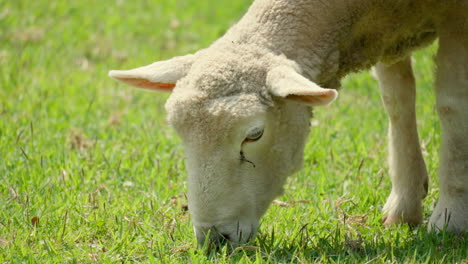 Wiltipoll-Sheep-Eating-Green-Grass---Extreme-Head-Close-up