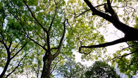 Die-Kamera-Ist-Hoch-Oben-Positioniert-Und-Nimmt-Äste-Und-Blätter-Mit-Blauem-Himmel-Auf-2