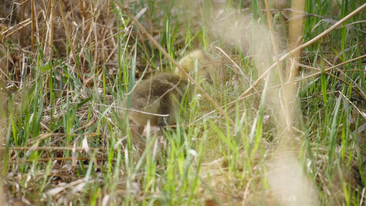 Little yellow goslings eating grass in the meadow