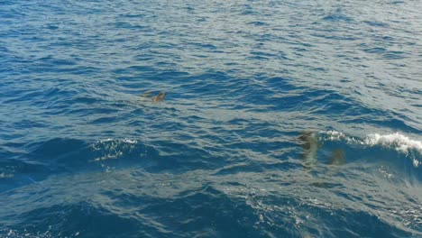 dolphins swimming in clear blue water off the coast of tenerife, canary islands
