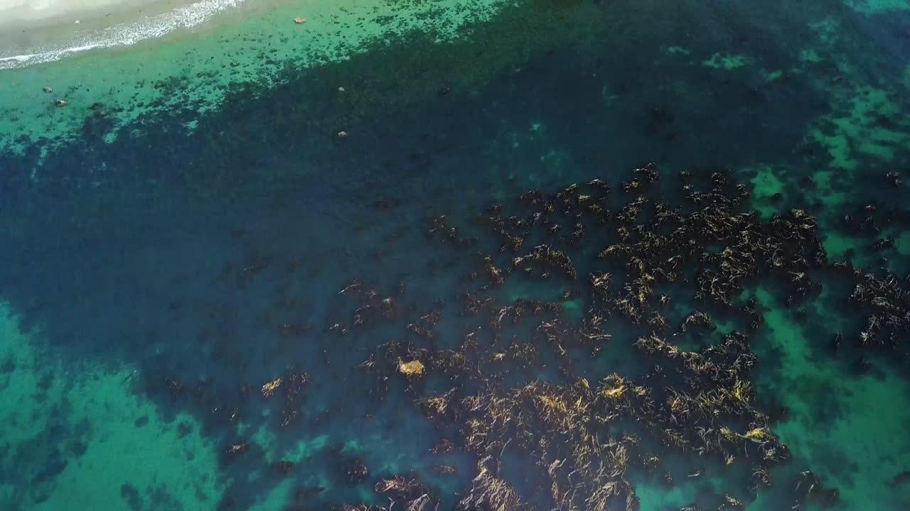 toma aérea diurna amplia de los patrones de algas del océano turquesa que se inclina hacia arriba, revelando una playa de arena prístina y pinos de bosque antiguo en la isla de vancouver, columbia británica, canadá