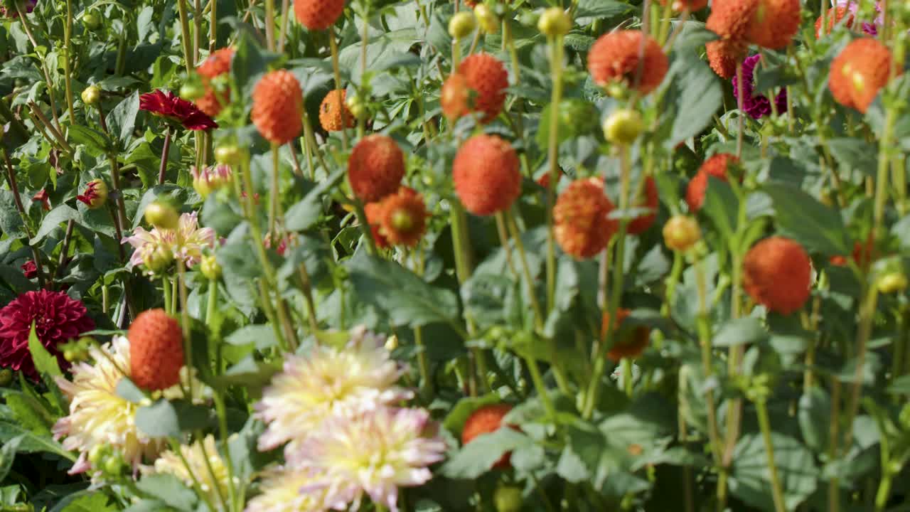 Vibrant dahlia flowers in full bloom, camera pans across lush garden under natural sunlight