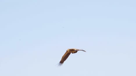 himalayan griffon vullture or gyps himalayensis flying in gwalior madhya pradesh india