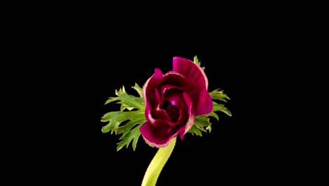 la anémona roja florece sobre un fondo negro, el lapso de tiempo, el canal alfa. video 4k. día de san valentín, día de la madre, primavera, vacaciones, amor, cumpleaños, concepto de pascua