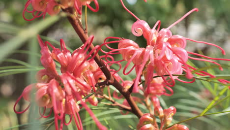 Flor-Roja-Con-Hormigas-Tiro-Cercano-Primavera-Montpellier