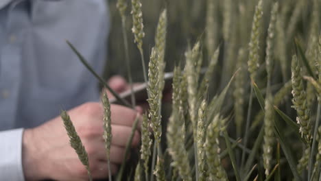 uso de tabletas para el control de calidad del grano en el campo de trigo, la escritura da como resultado