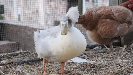 Static-slomo-shot-of-duck-grooming-itself-in-pen